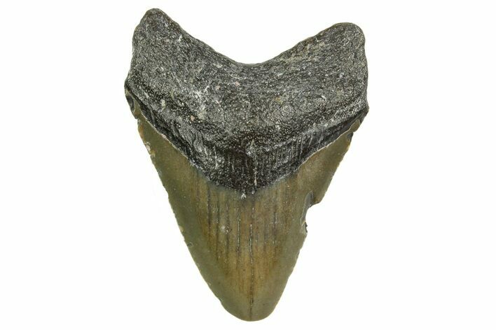 Juvenile Megalodon Tooth - North Carolina #361730
